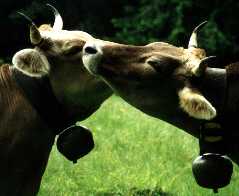 Kühe tragen Hörner – Bio-Ring Allgäu e.V.