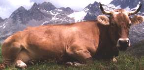 Göppingen: Kuh nimmt Bauern auf die Hörner - Landkreis Göppingen